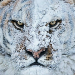 Mura Tenel'baev, 17.01, Актау