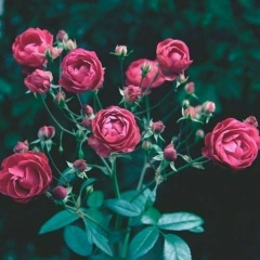 Жазык Шабакова, 17.05.2000, Актобе