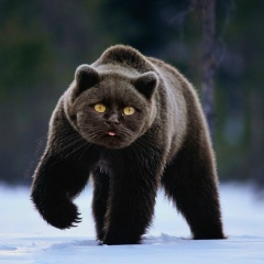 Тимиржан Ниязов, Сагарчин