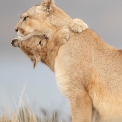 Акмарал Дюсембаева, 15.06, Алматы