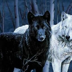 Ибрахим Газамбиев, 06.04.1996, Medina