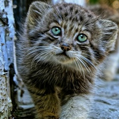 Лёша Шац, 18.12, Санкт-Петербург