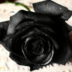 Elaila Elaila, 19.01.1998, Москва