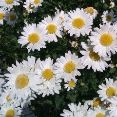 Анна Anna, 25.07, Киев