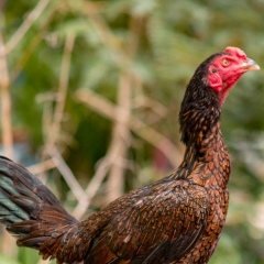 Thai Pechthongkum, 05.12.1978, Nakhon Ratchasima