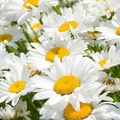 Айкенже Жамкеева, 07.02.1994, Алматы