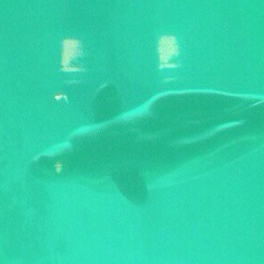 Никита Цирюльский, 04.04.1991, Ростов-на-Дону