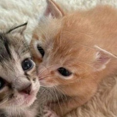 Kano Kachimato, Ōsaka