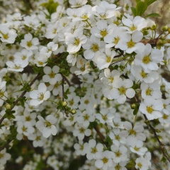 Ольга Цой, 13.05.1977, Сочи