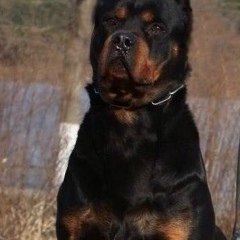 Всёфигня Давайпоновой, Орёл