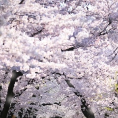 Молдир Несипбекова, 31.01.1995, Астана