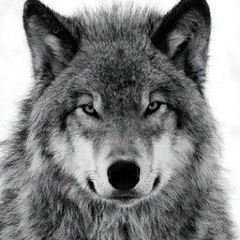 Владимир Гришилов, 09.03.1981, Долгопрудный