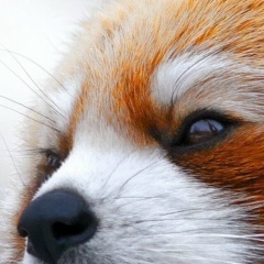 Аима Мажитова, 24.10.1994, Москва