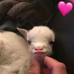 Умитжан Бесимбаева, 08.05, Иерусалим