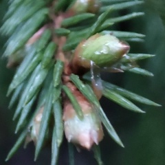 Максим Илюхин, 22.02, Петрозаводск