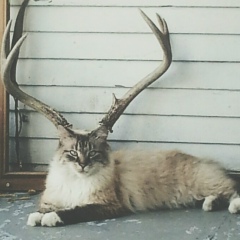 Александр Хворов, 23.11.1985, Калининград