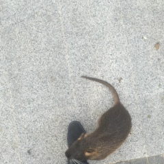 Az Az, Днепр (Днепропетровск)