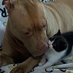 Nati Nati, Санкт-Петербург