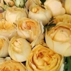 Екатерина Моисеева, Новосибирск