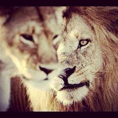 Халиф Халиф, 23.05.1994, Москва