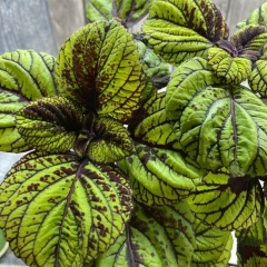 Наталья Белякова, 10.05.1980, Москва