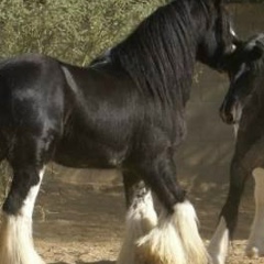 Жорик Вартанов, 03.10, Череповец