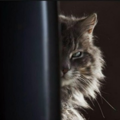 Александр Alexander, Санкт-Петербург