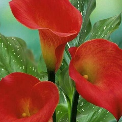 Гаухар Набиева, 10.07.1982, Актау