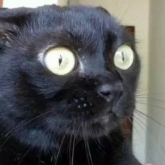 Александр Зимин, 01.01.1981