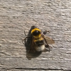 Виталий Савчук, 19.10.1987, Пушкин