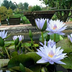 အလင္း ေစတန္, 11.11.1989