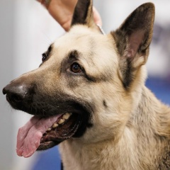 Александр Сабадырев, 12.01.1983, Москва