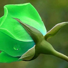 Айпери Биймурзаева, 05.09