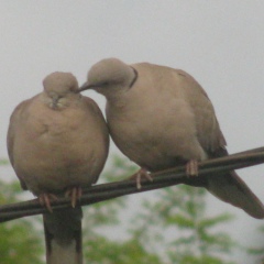 Ірина Самборська, 05.11, Дрогобыч
