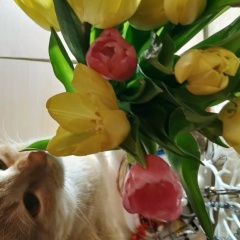 Марина Кись, 11.11, Сургут