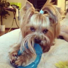 Вероника Одеждадлясобак, Москва