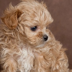 Виктория Лебедева, 16.09.1983, Москва