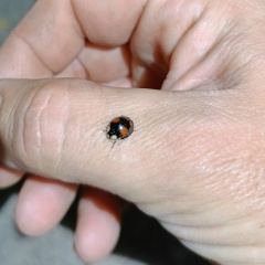 Денис Бессараб, 10.07.1983, Донецк