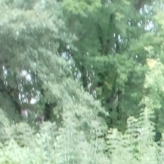 Серёжа Амелин