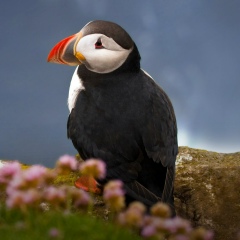 Денис Романов, 19.06.1989, Москва