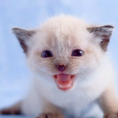 Ирина Георгиева, 16.10, Санкт-Петербург