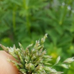 Ксения Карёва, Ревда