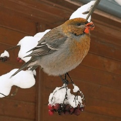 Аня Баклыкова
