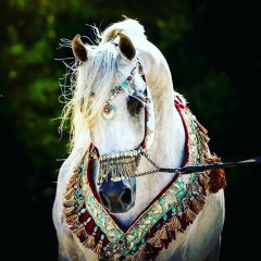 Рафаэль Балакишев, 10.11.1993, Кант