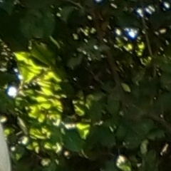 Алексей Миляков, 07.06, Грязи