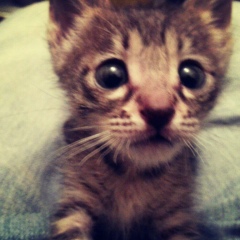 Елена Цой, 28.02.1983, Алматы