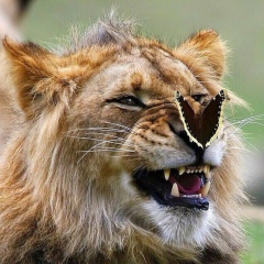 Иса Исаев, 10.05.1990, Москва