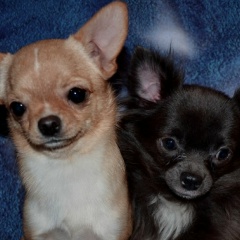 Ольга Коротаева, 12.10.1974, Санкт-Петербург