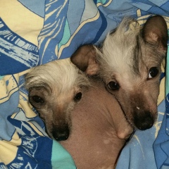 Надежда Коршунова, 31.01, Апрелевка