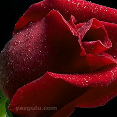 Шахло Салимова